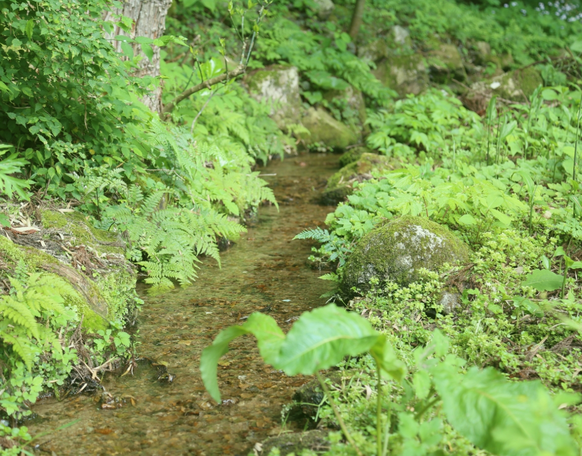 ふるさと魚津へ